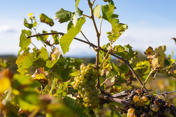 Close up of green grapes in late summer light