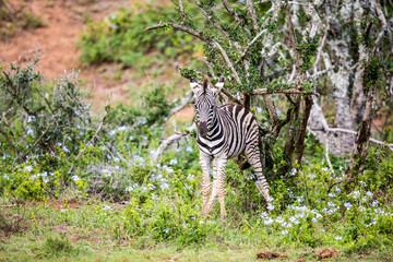 Fototapeta na wymiar A young Zebra scratching it's back against a tree in the wilderness. Green grass and purle, violet flowers around.