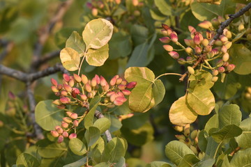pistachio tree at sunset at Aegina in Greece