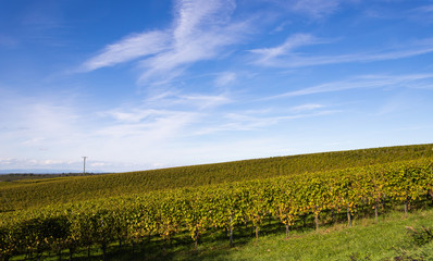 Fototapeta na wymiar Vineyards in the Black Forest near Muellheim in late summer