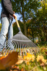 Blätter im Herbst mit Rechen zusammenkeren fegen im Geraten auf Rasen 