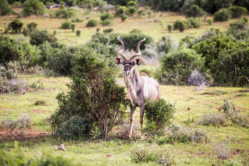 A large bu young Kudu bull standing in the wilderness between two bushes on the green grass.