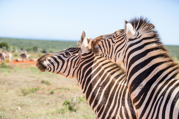 Two Zebras. The one seemingly giving the other one a kiss behind it's ear, eyes wide open.