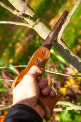 Äste mit Säge abschneiden im Herbst Wintervorbereitung