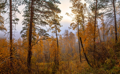 Fototapeta premium Autumn forest in the morning fog, natural light