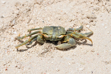 Crab on the sand beach. Zanzibar, Tanzania, Africa