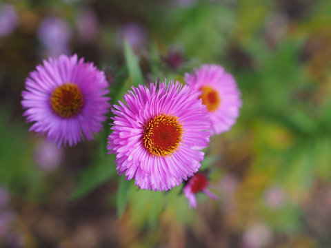 A small delicate Aster flower in autumn on a blurred background. Beautiful picture for decoration and design close-up.