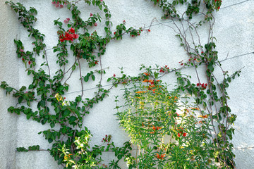 A concrete wall twined with flowers. Background. Space for text.
