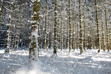Snowfall in a german winter forest .Winter background.