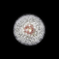 White fluffy dandelion isolated on a black background