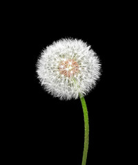 White fluffy dandelion isolated on a black background