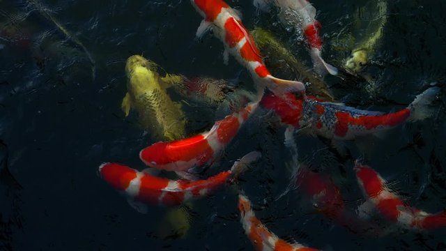 【日本】赤色と黄金の錦鯉たちが池の中で泳ぐ様子
