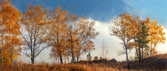Obraz premium Autumn panoramic view, indian summer. Yellow trees and fog over the valley.