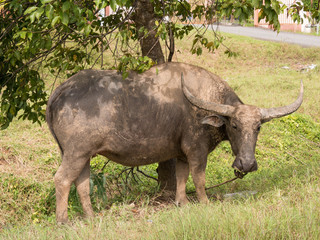 A sad looking water buffalo on a leashed and tied to the tree