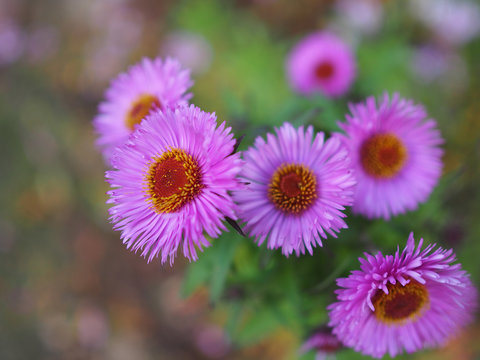 Small delicate Aster flowers in autumn on a blurred background. Beautiful picture for decoration and design closeup.