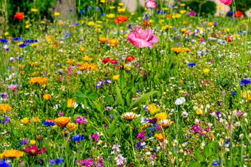 Blumenwiese