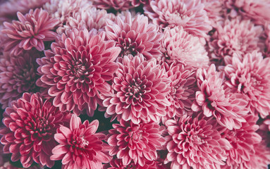 Chrysanthemum flowers  as a beautiful autumn background. Fall theme concept backdrop