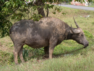 Obraz premium A sad looking water buffalo on a leashed and tied to the tree