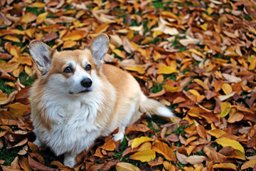 dog portrait autumn leaf background 