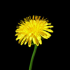 Yellow dandelion flower isolated on a black background