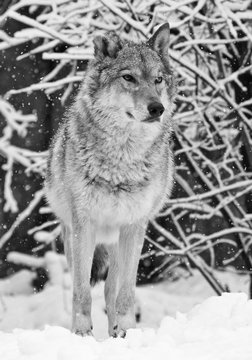 The wolf (female wolf) beautifully and proudly stands and looks forward in the snowy winter forest, black and white photo