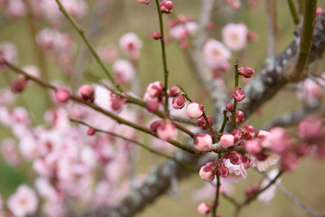 梅の花