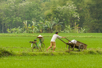 A man pushing a cart with a bag of rice between the rice fields of Mai Chau, Vietnam.