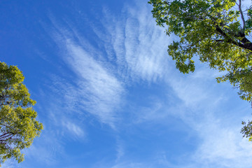 tree and blue sky  in summer time dayligh