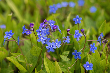 Forget-me-not flowers closeup on the meadow - 297832354