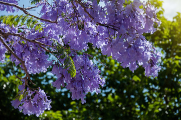 Jacaranda tree in a full bloom with beautiful purple flowers