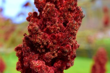 Staghorn sumac or Rhus typhina fruits