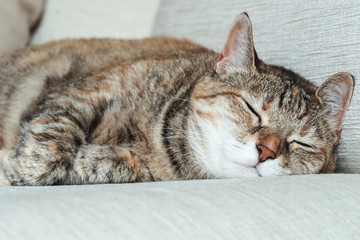 Fototapeta na wymiar cat lying on a bed