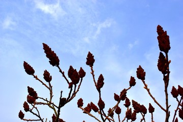 Staghorn sumac or Rhus typhina fruits