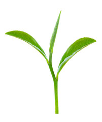 Green tea leaf isolated on white background