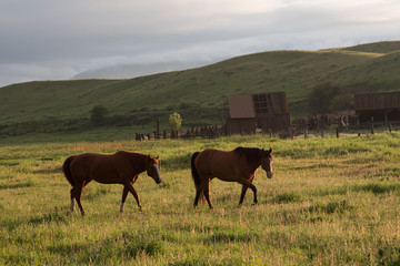 Fototapeta na wymiar A pair of horses on a Montana ranch at dawn