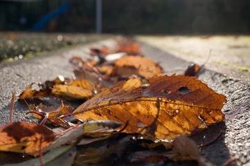 Herbstlaub im Gegenlicht