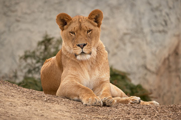 Fototapeta na wymiar Female lion resting at sunrise - frontal view