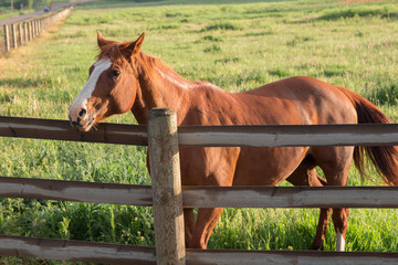A beautiful, strong brown horse on a ranch.