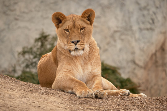 Female lion resting at sunrise - frontal view