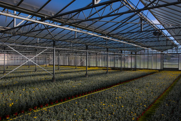 Albenga. Serra di piante in vaso 4. 2013