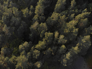 Naklejka na ściany i meble Beautiful panoramic photo over the tops of pine forest.