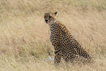 Proud cheetah overlooking its neighborhood at Serengeti National Park, Tanzania, Africa.