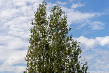 Green tree top line over blue sky and clouds. Parque de Cabecera, Valencia, Spain