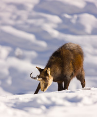 CHAMOIS - REBECO  o SARRIO (Rupicapra rupicapra)