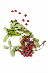 Red dry rowan berries with white background vertical