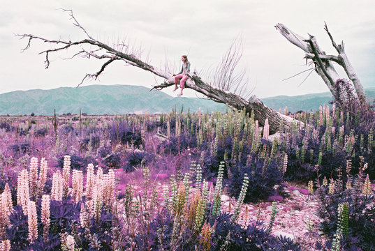 Woman sitting on dead tree limb above field of wildflowers