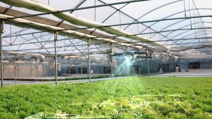 Smart agriculture Drone scanning with HUD holographic display in greenhouse hydroponic vegetable farm,drone for agriculture,Smart agriculture, precision farming - Powered by Adobe