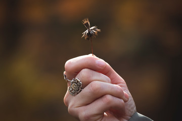 Thistle in the hand