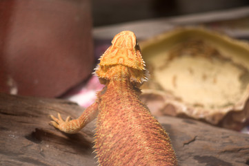 Close-up of a chameleon showing skin pattern
