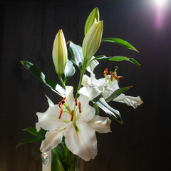 White flower of lily on black background with lights